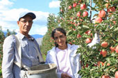 organic Ambrosia apples growers