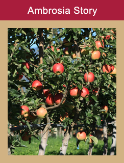 The story of organic Ambrosia apples in BC