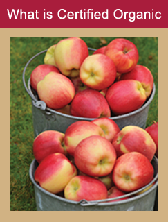 Ambrosia Apples - organic Ambrosia apples
