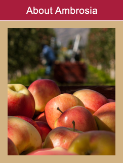 About Organic Ambrosia Apples grown in BC & Canada