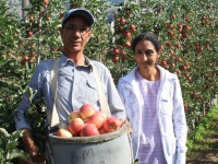 Ambrosia Apples Growers