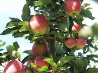 Ambrosia Apples