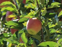 Ambrosia Apples