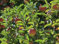 Ambrosia Apples