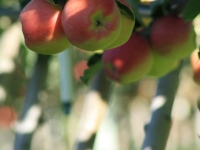 Ambrosia Apples