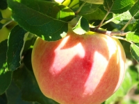 Ambrosia Apples