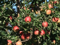 Ambrosia Apples