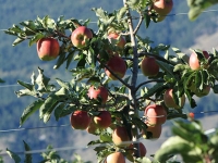 Ambrosia Apples