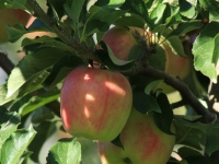 Ambrosia Apples