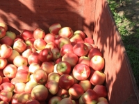 Ambrosia Apples