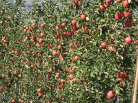 Ambrosia Apples