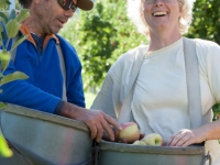 Ambrosia Apples