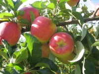 Ambrosia Apples