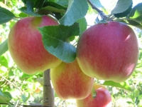 Ambrosia Apples