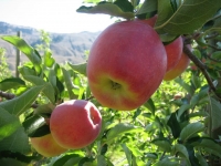 Ambrosia Apples