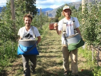 Ambrosia Apples pickers